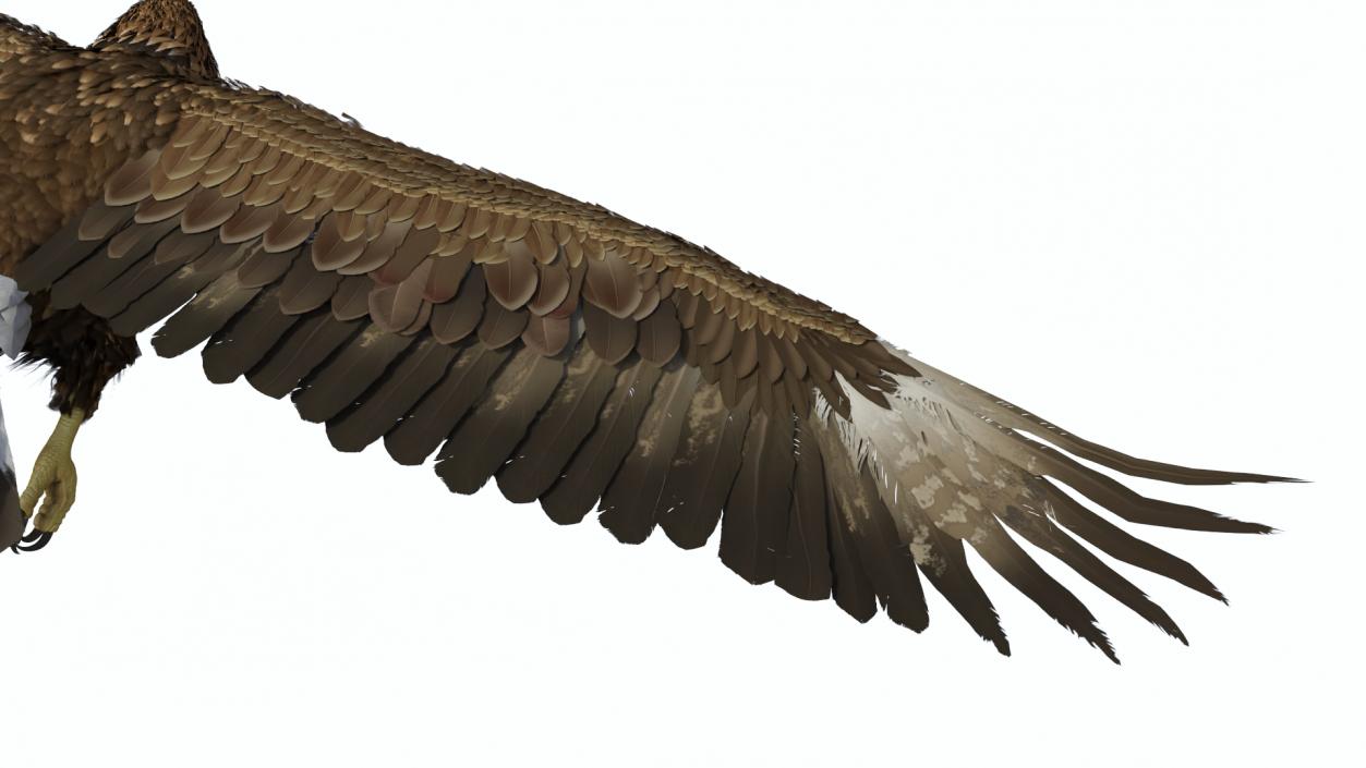 Realistic Golden Eagle Rigged 3D model