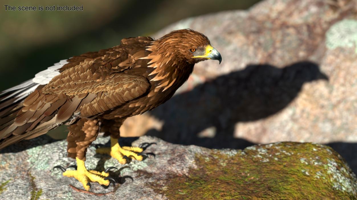 Realistic Golden Eagle Rigged 3D model