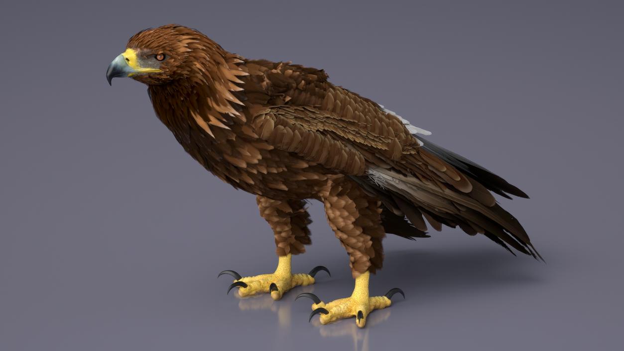 Realistic Golden Eagle Rigged 3D model