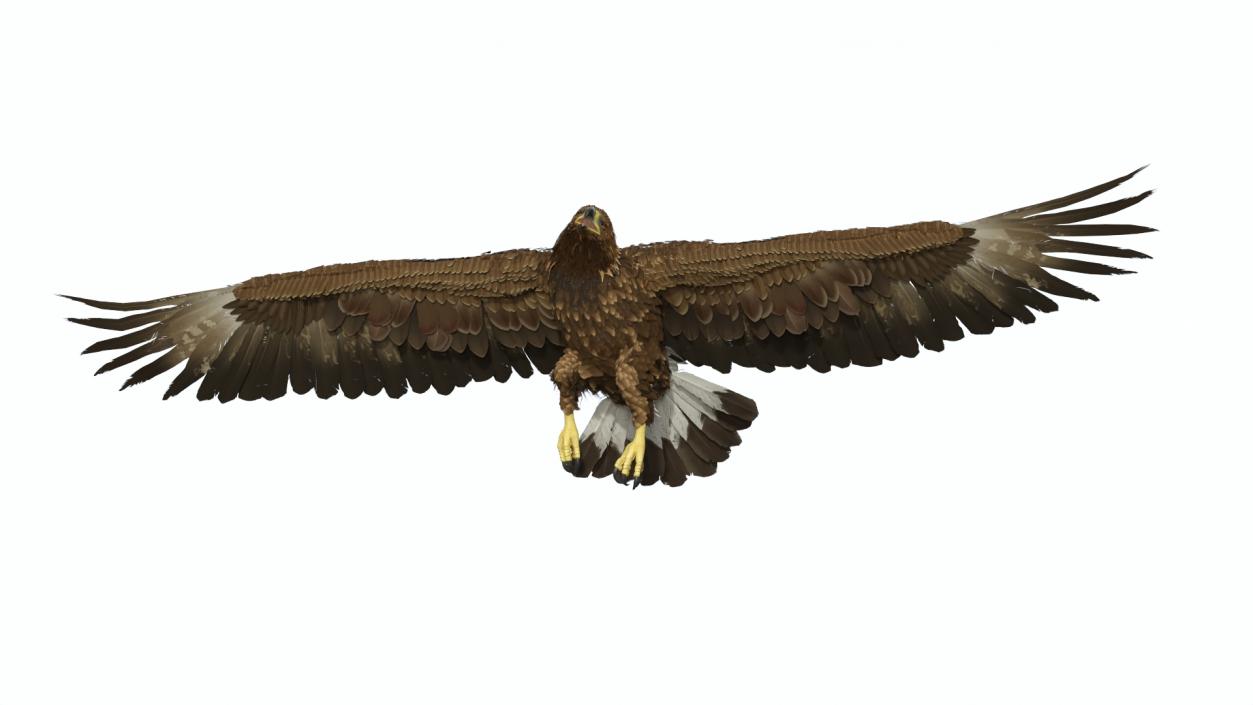 Realistic Golden Eagle Rigged 3D model