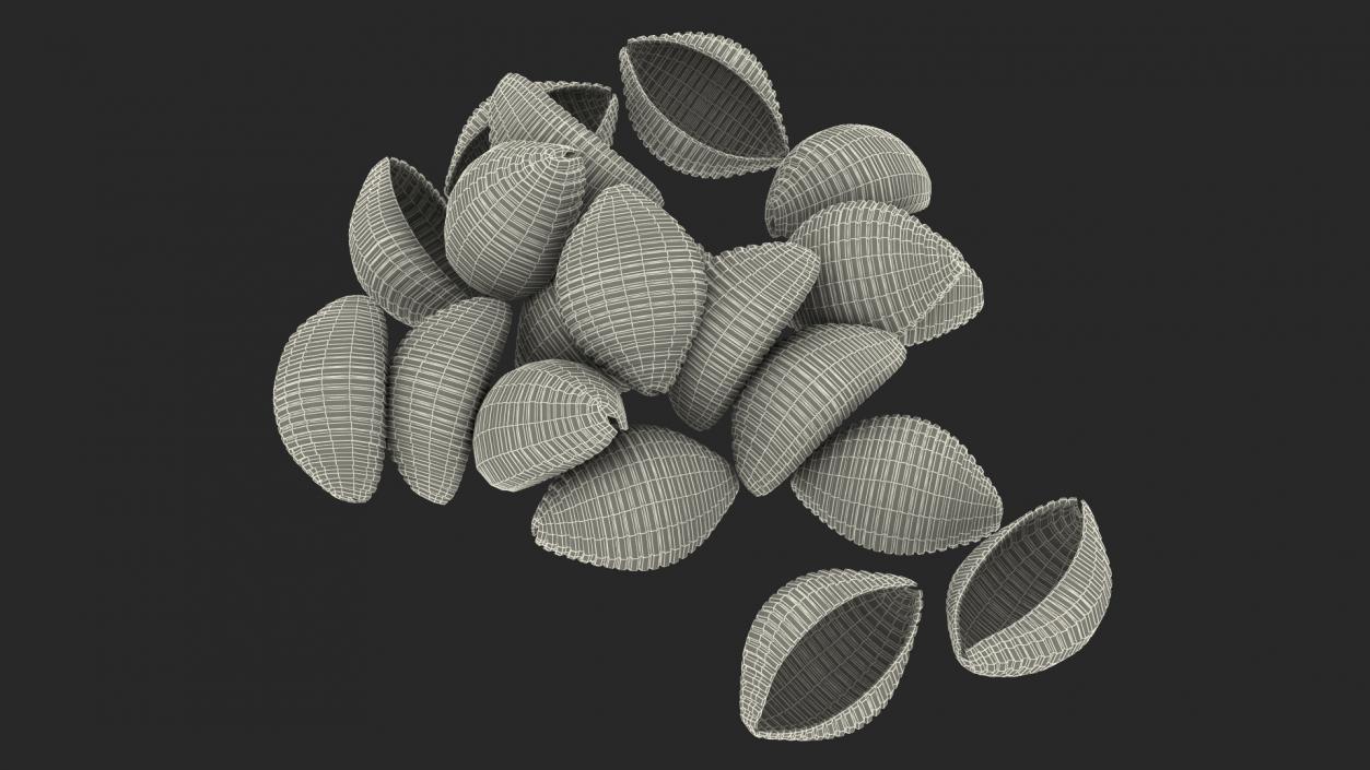 Shells Pasta 3D