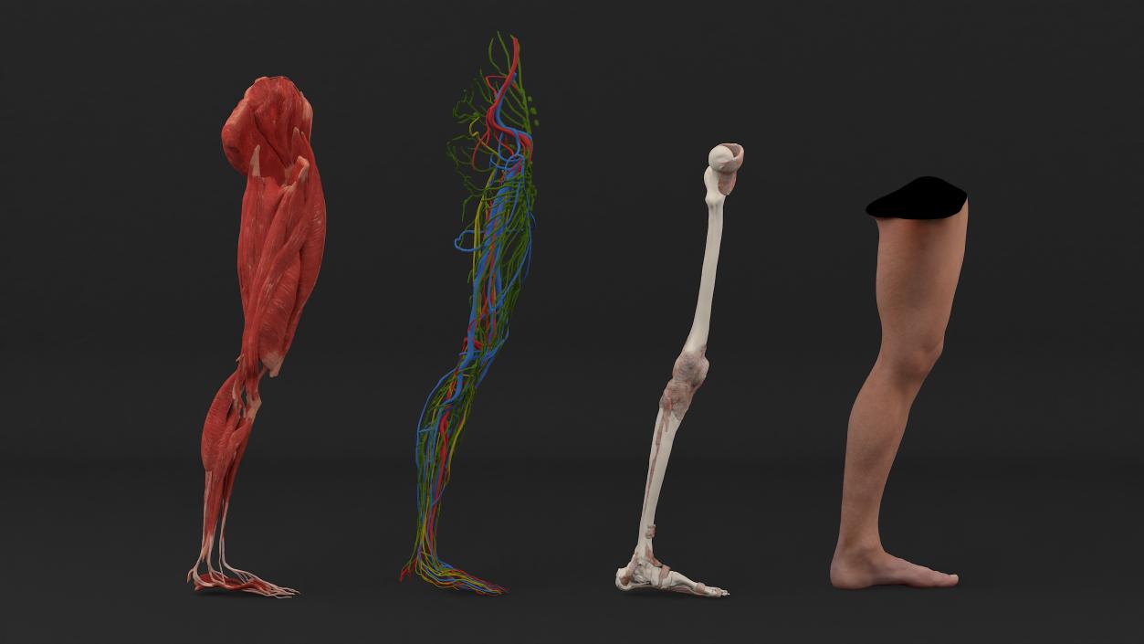 3D Realistic Leg Anatomy Male