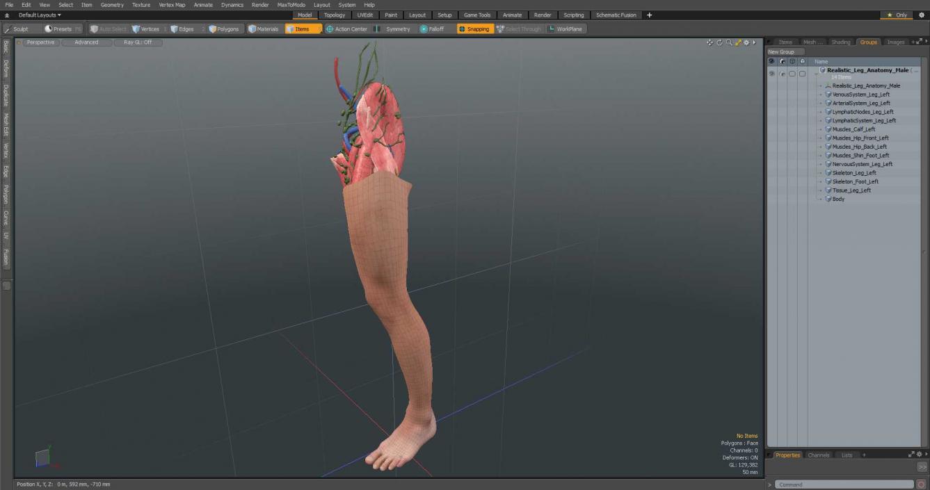 3D Realistic Leg Anatomy Male