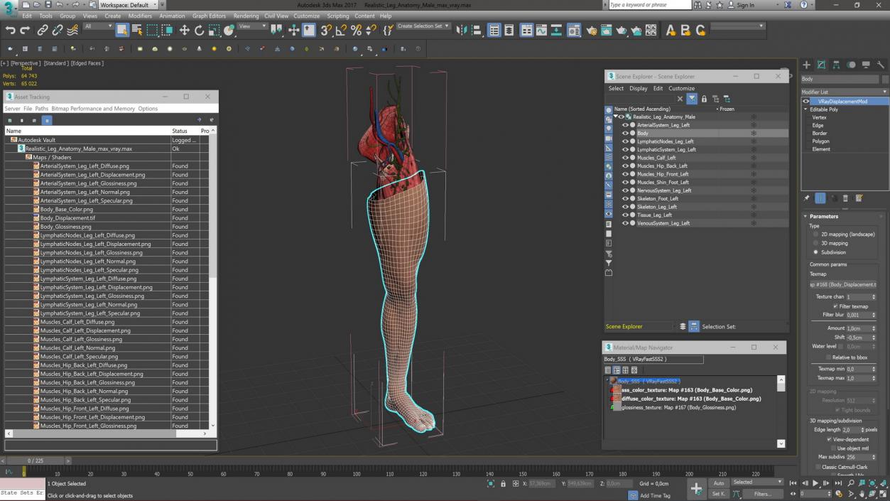 3D Realistic Leg Anatomy Male