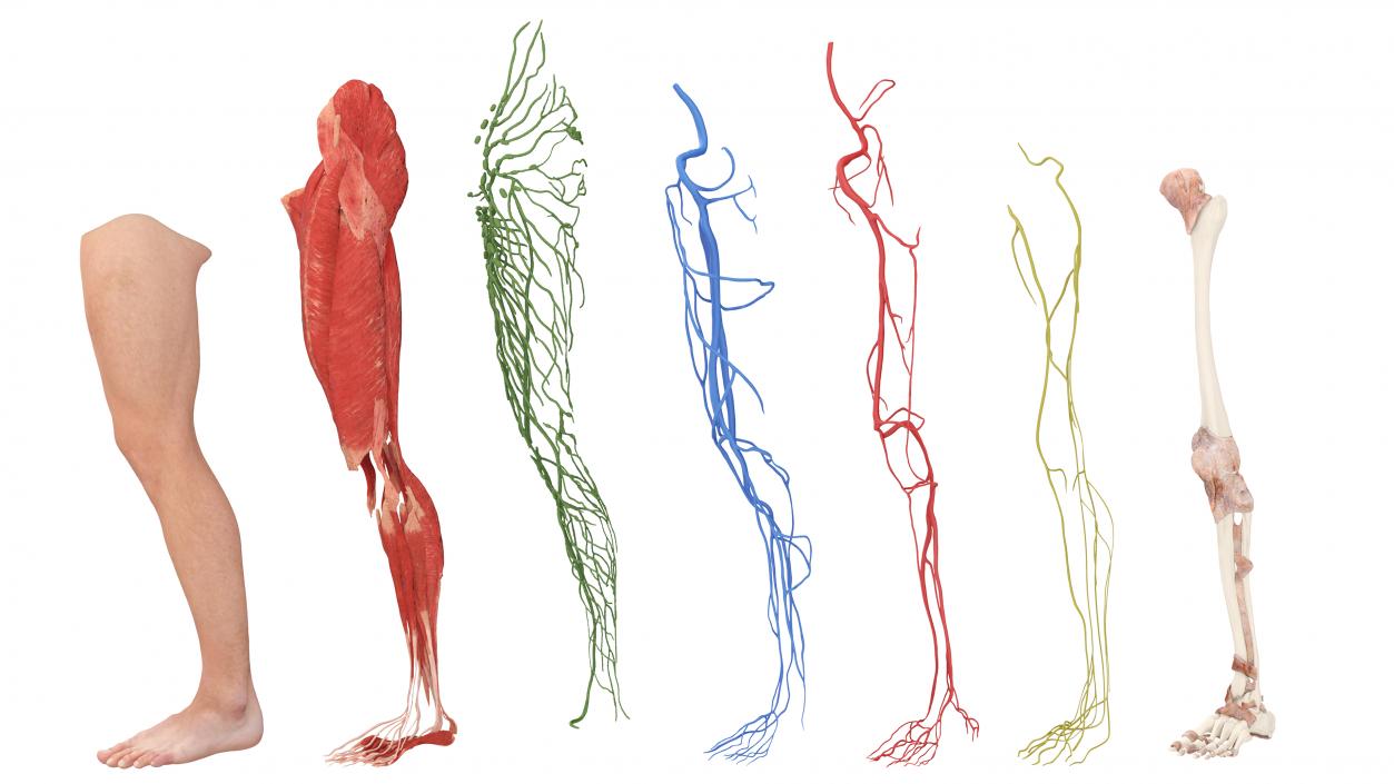 3D Realistic Leg Anatomy Male