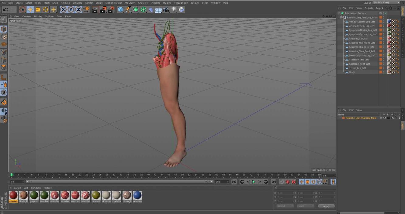 3D Realistic Leg Anatomy Male