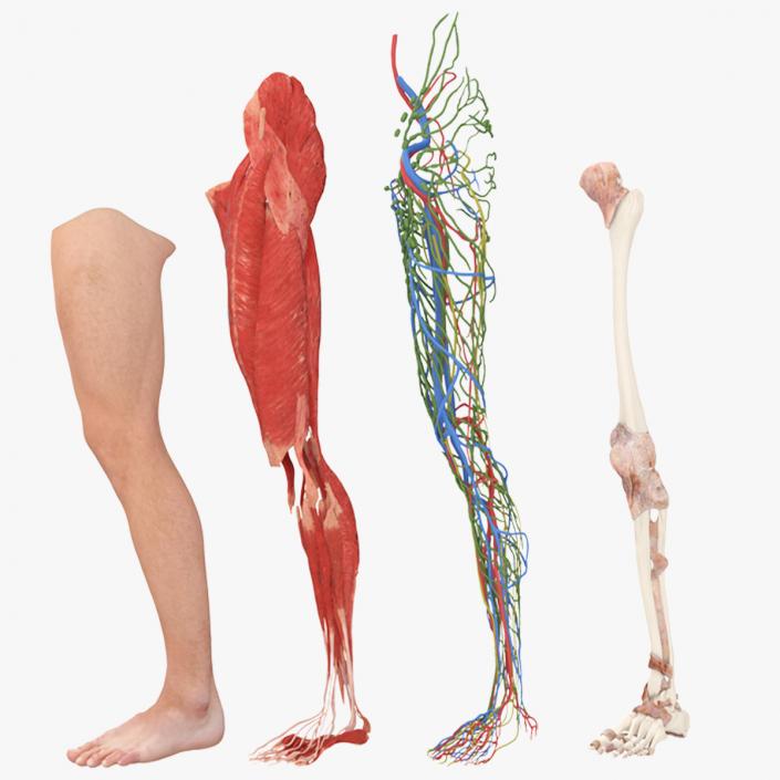 3D Realistic Leg Anatomy Male