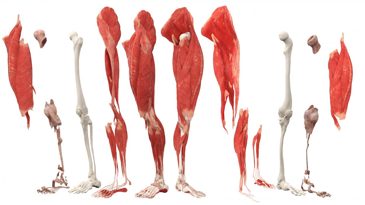 3D Realistic Leg Anatomy Male