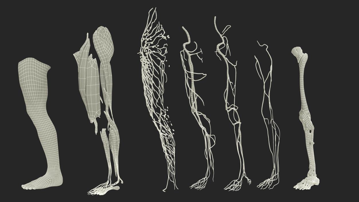 3D Realistic Leg Anatomy Male