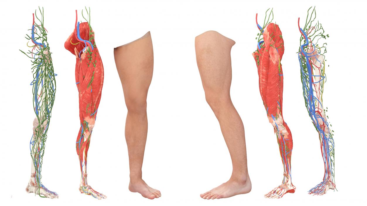 3D Realistic Leg Anatomy Male