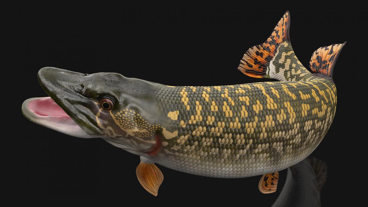 3D Pike Fish Jump Out Pose model