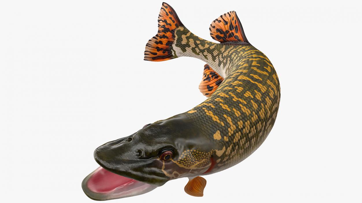 3D Pike Fish Jump Out Pose model