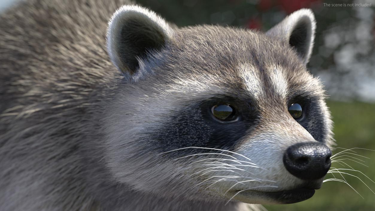 3D Raccoon Fur