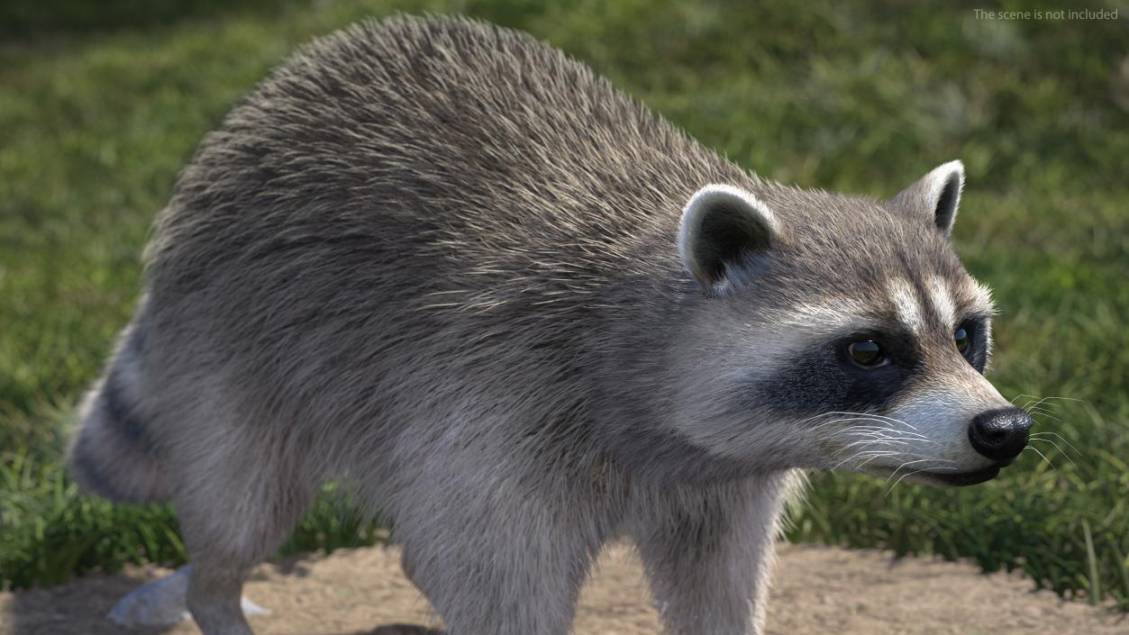 3D Raccoon Fur