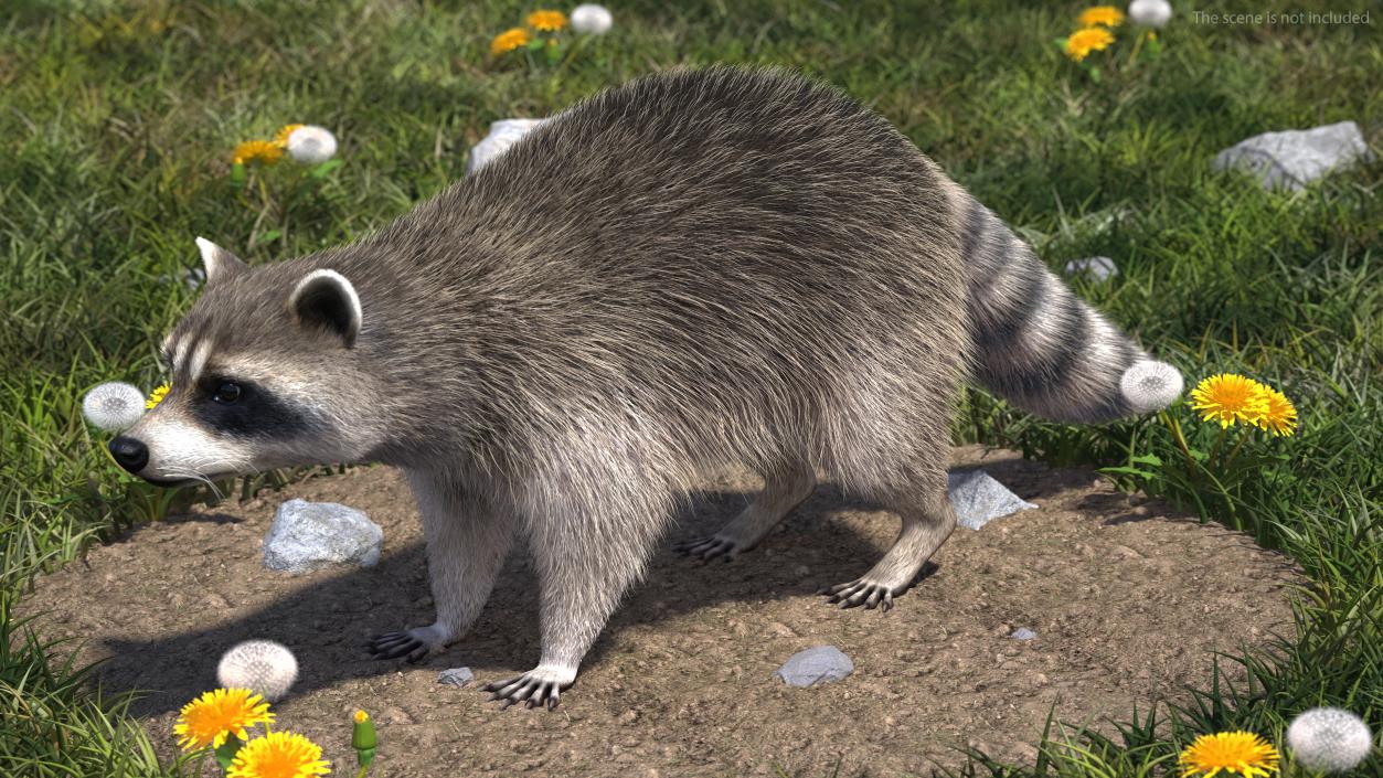 3D Raccoon Fur