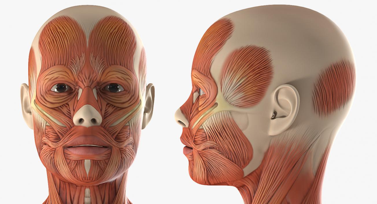 3D model Anatomy Female Muscular System