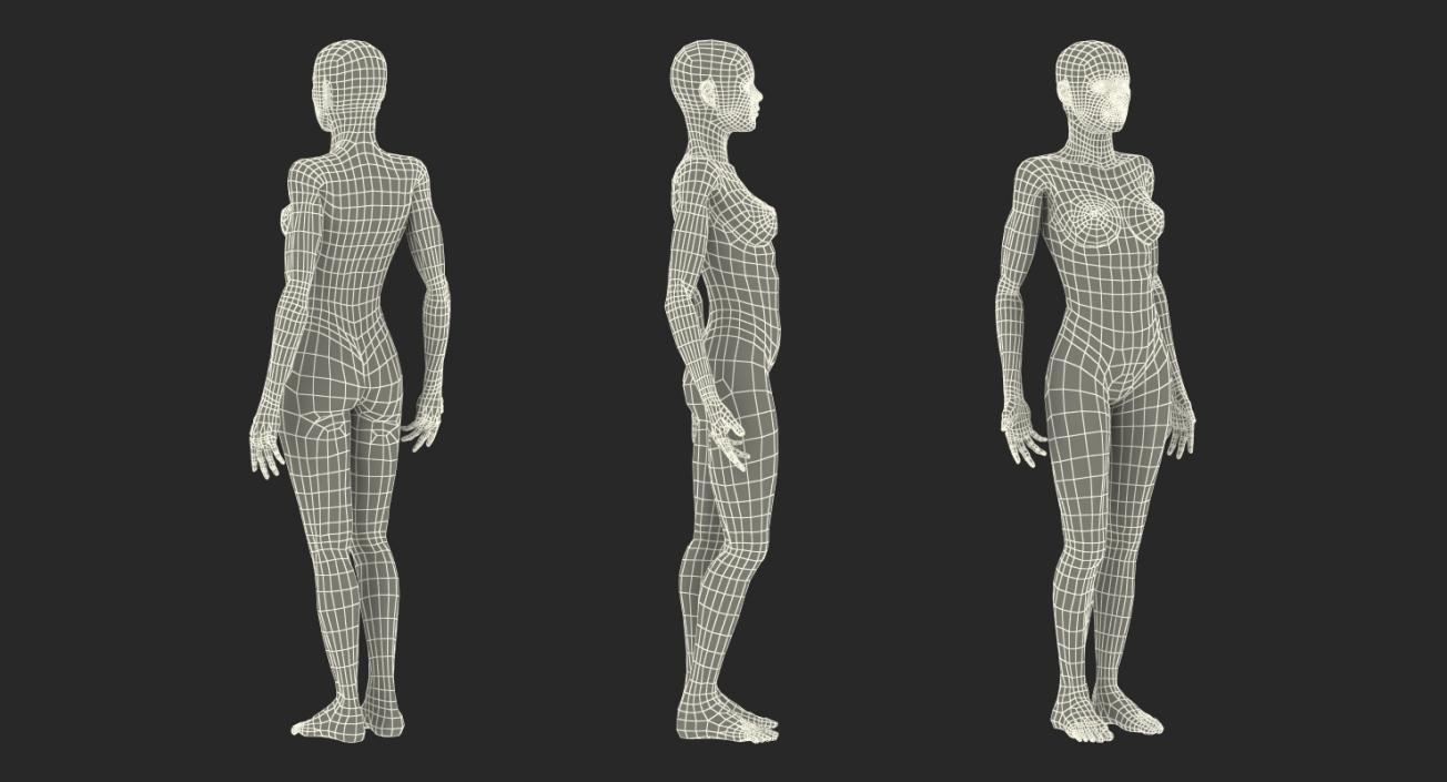 3D model Anatomy Female Muscular System