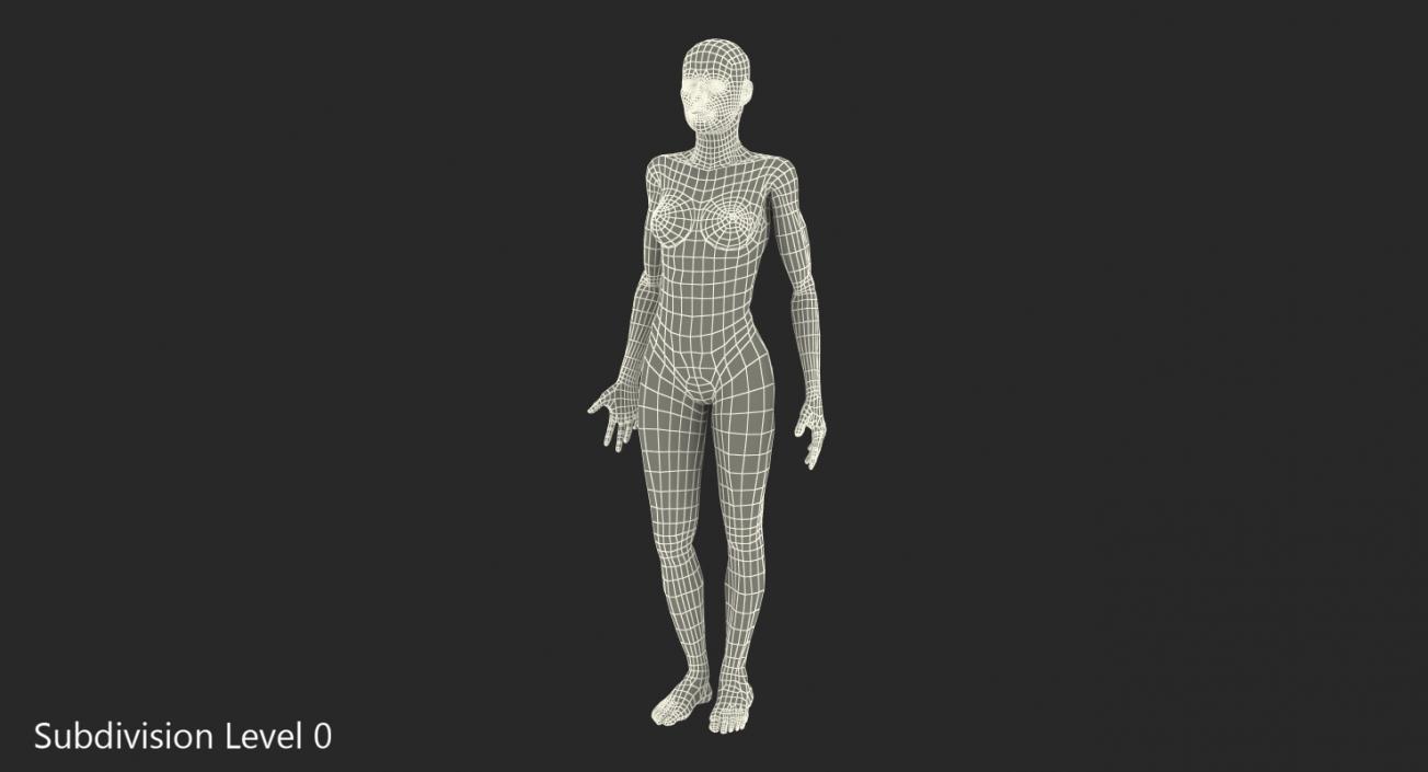 3D model Anatomy Female Muscular System