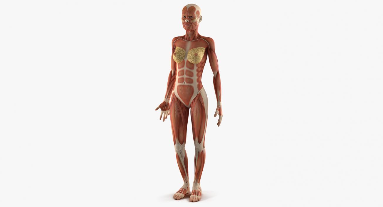 3D model Anatomy Female Muscular System