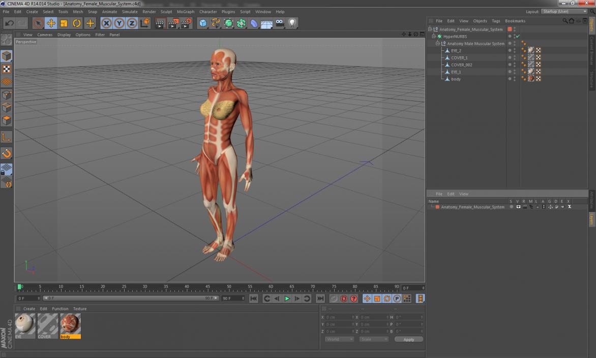 3D model Anatomy Female Muscular System