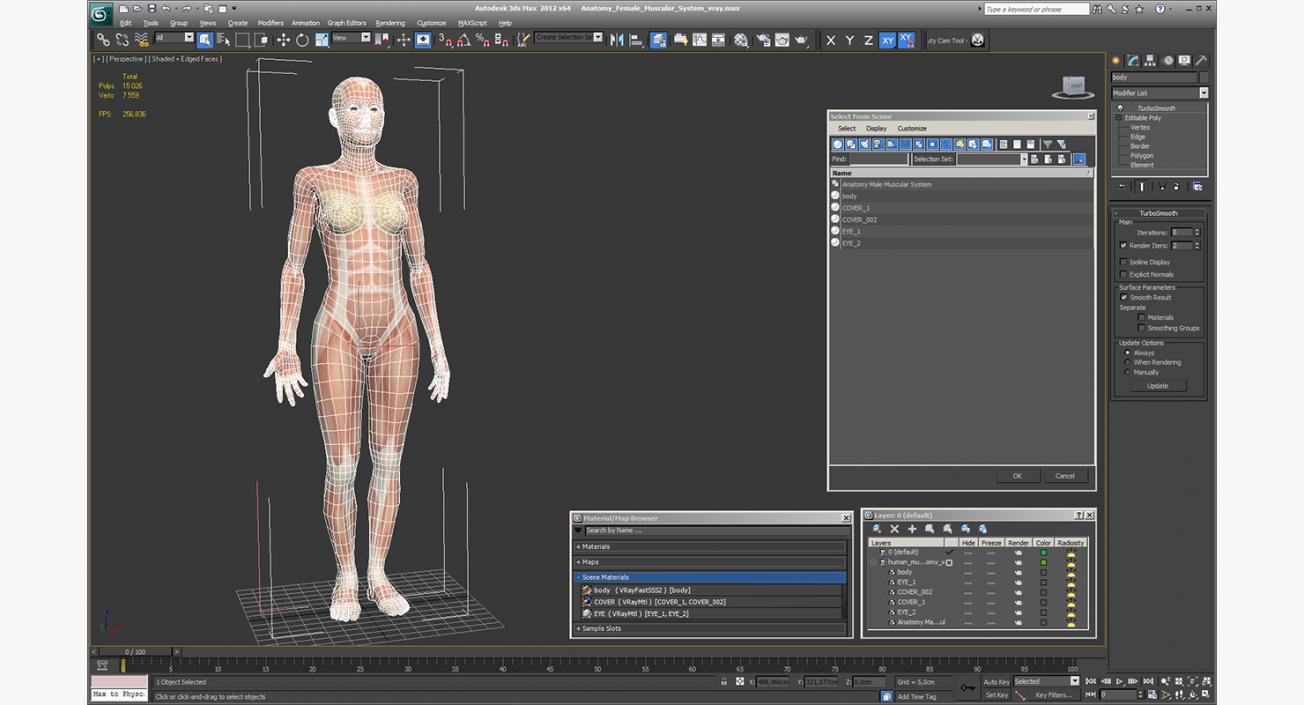 3D model Anatomy Female Muscular System