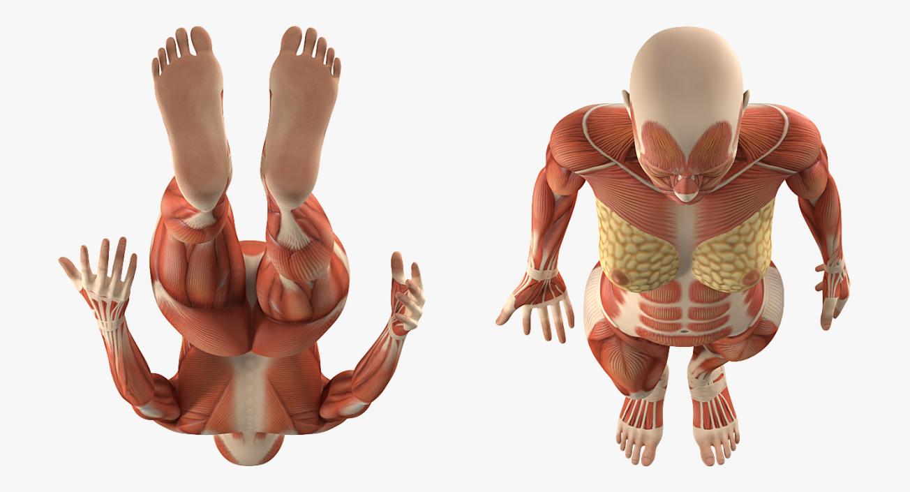 3D model Anatomy Female Muscular System