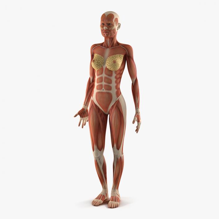 3D model Anatomy Female Muscular System