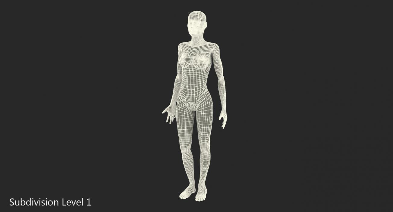 3D model Anatomy Female Muscular System