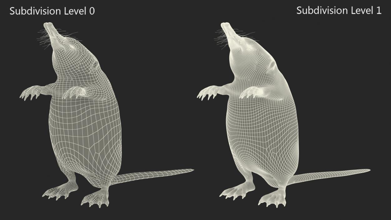 Desmana Moschata Standing Pose Fur 3D model