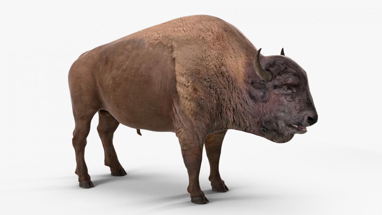 3D American Bison Rigged