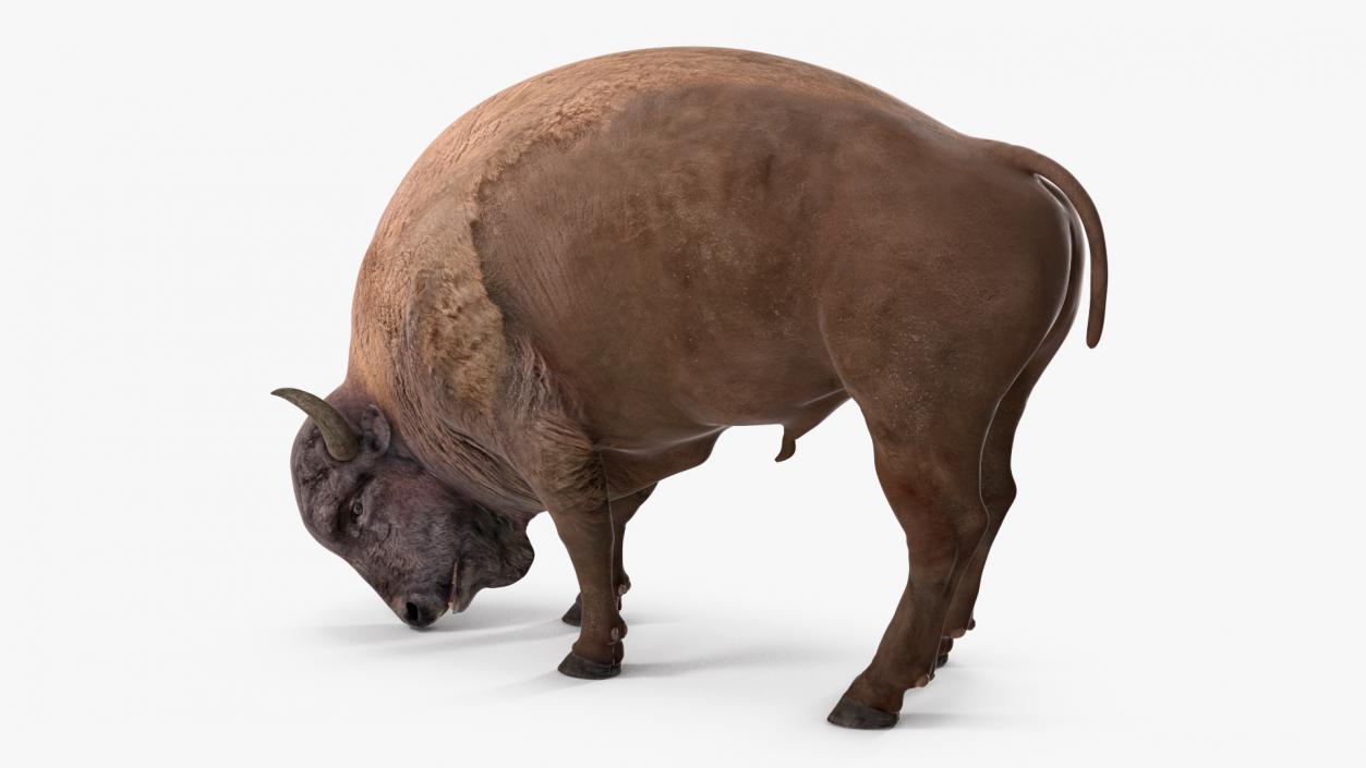 3D American Bison Rigged