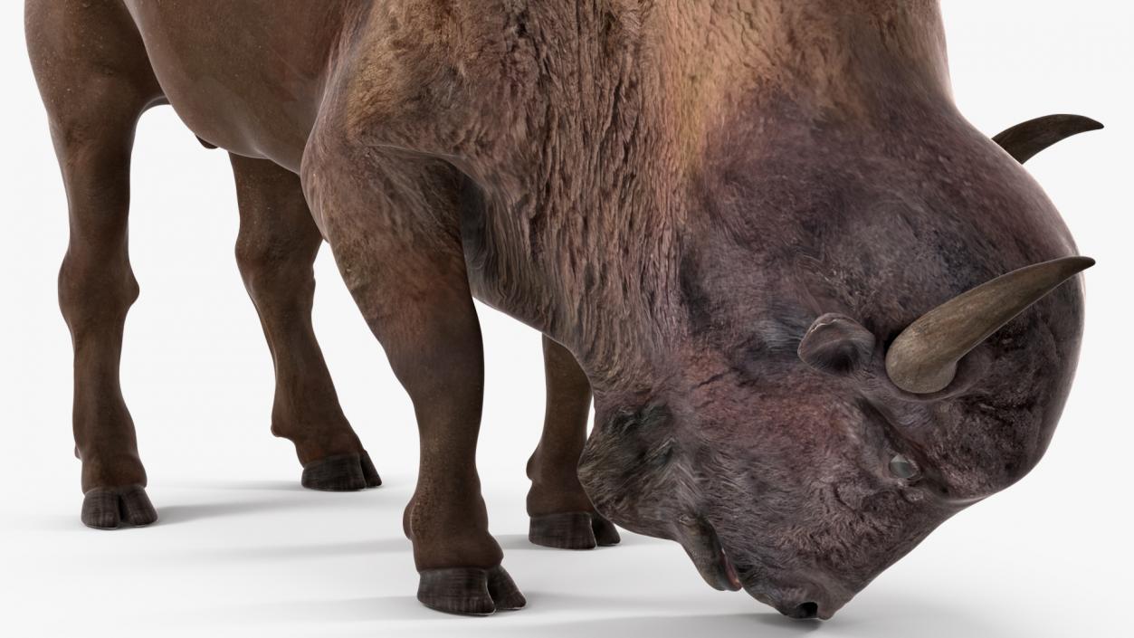 3D American Bison Rigged