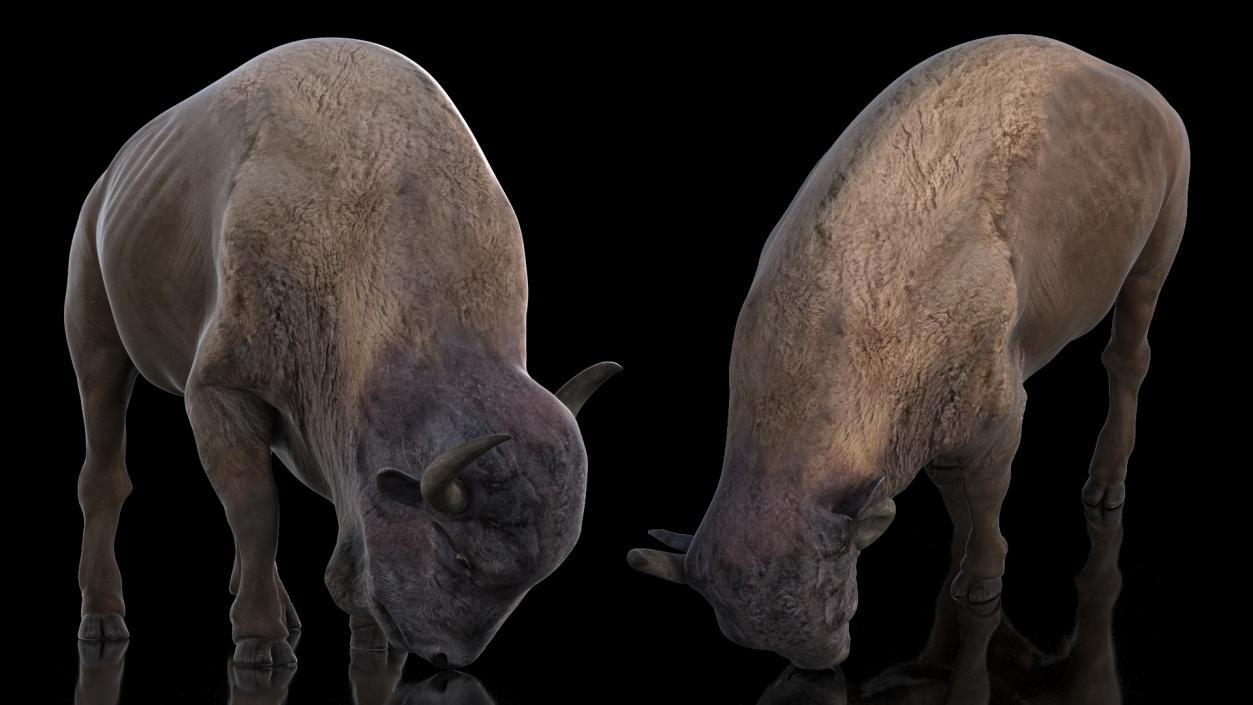 3D American Bison Rigged