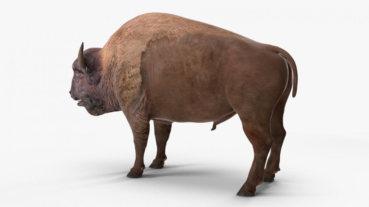 3D American Bison Rigged