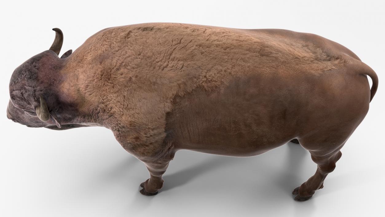 3D American Bison Rigged