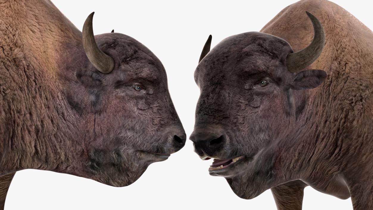 3D American Bison Rigged