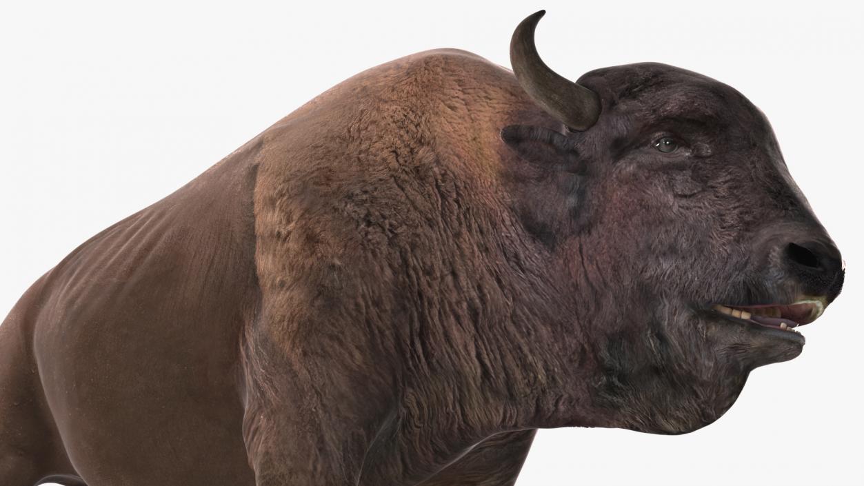 3D American Bison Rigged