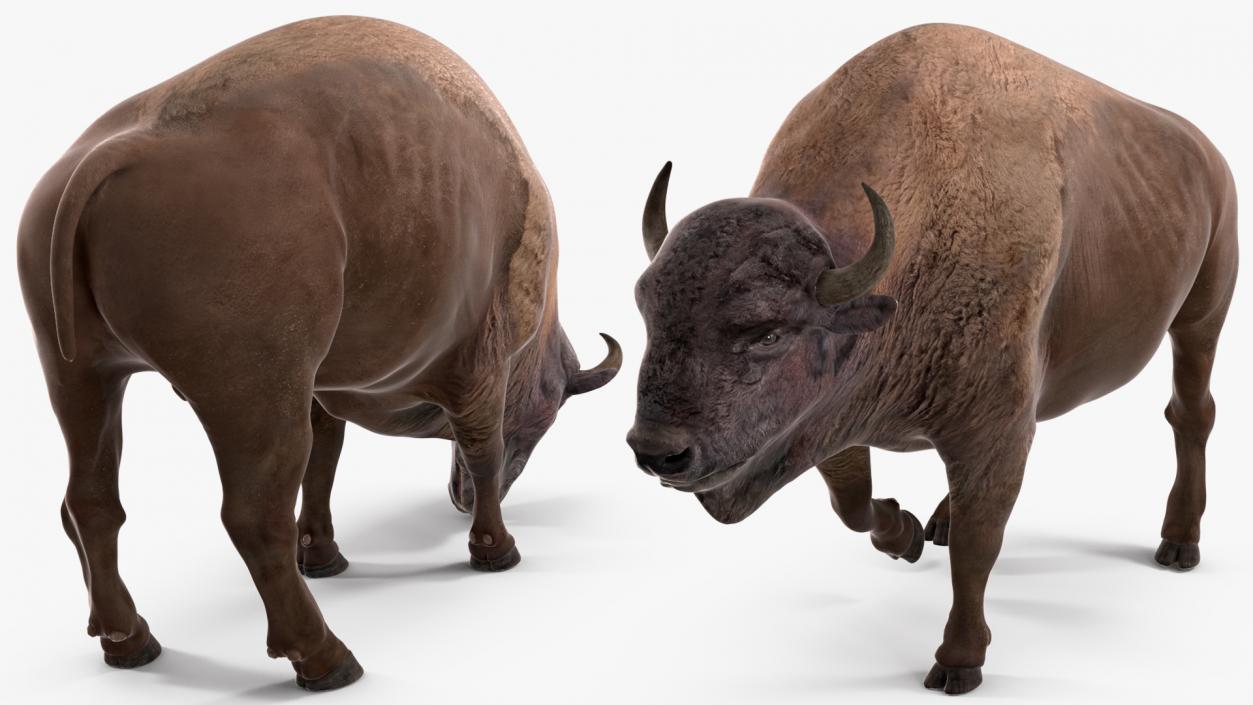 3D American Bison Rigged