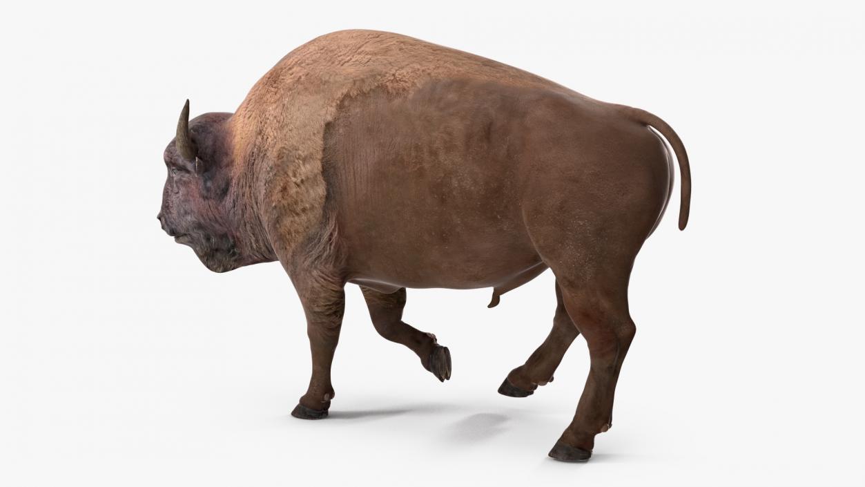 3D American Bison Rigged