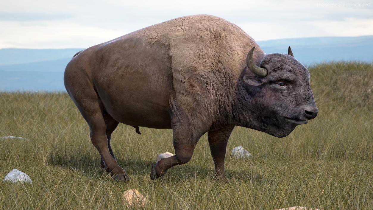 3D American Bison Rigged