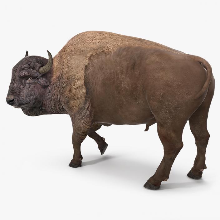 3D American Bison Rigged