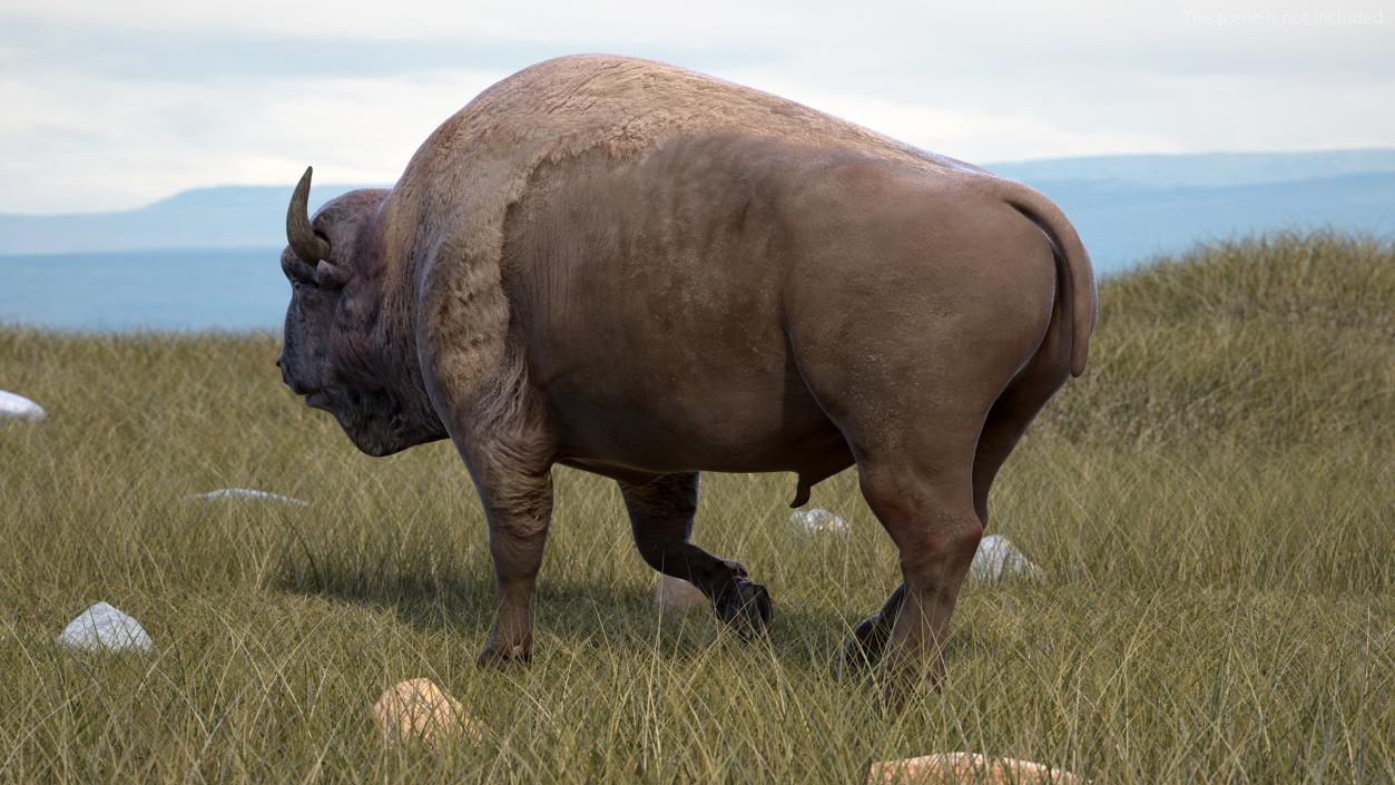 3D American Bison Rigged