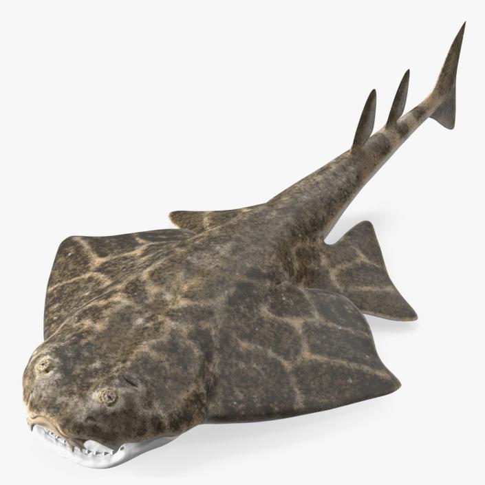 Angel Shark Rigged for Maya 3D