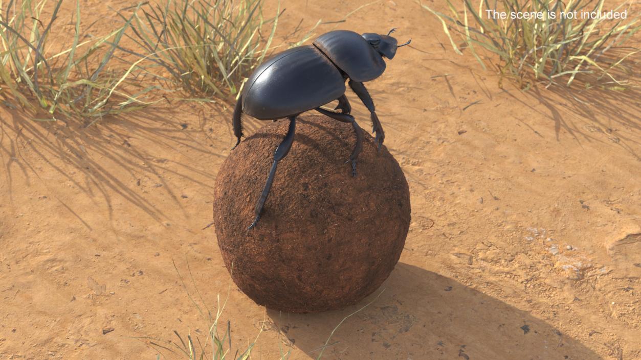 3D Scarabs on Sphere Dirt Fur