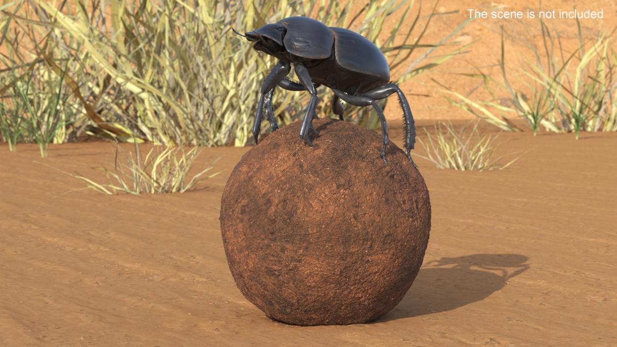 3D Scarabs on Sphere Dirt Fur