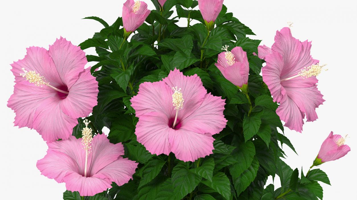 3D Braided Hibiscus Tree in Pot Pink model