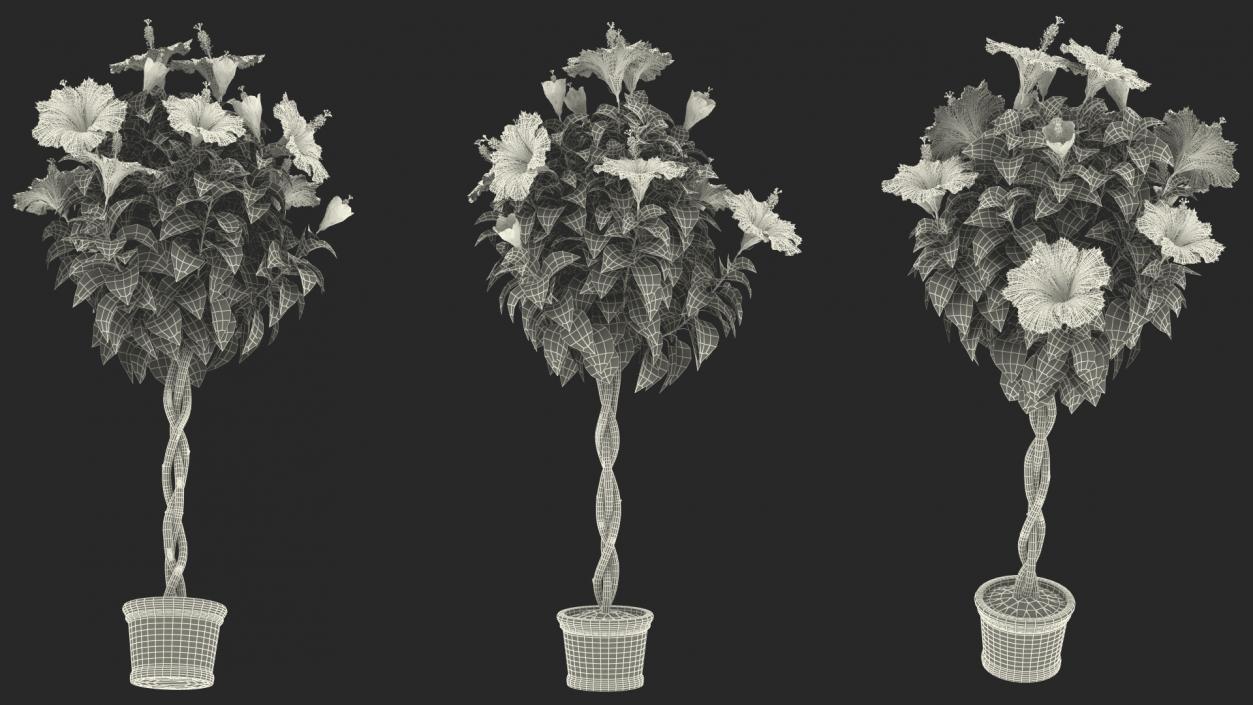 3D Braided Hibiscus Tree in Pot Pink model