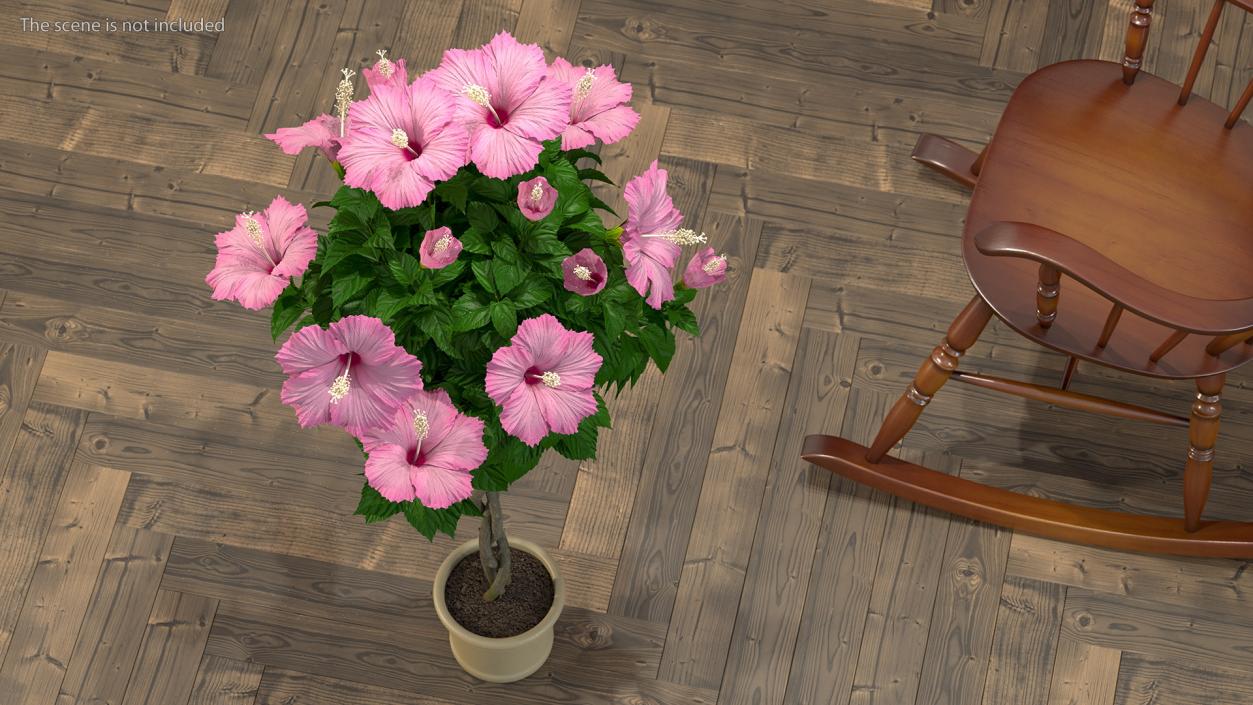 3D Braided Hibiscus Tree in Pot Pink model