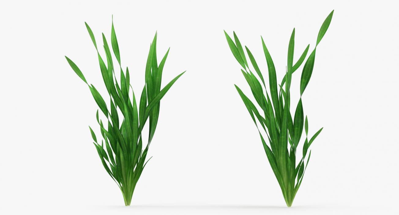 3D model Straight Vallisneria Aquarium Plant