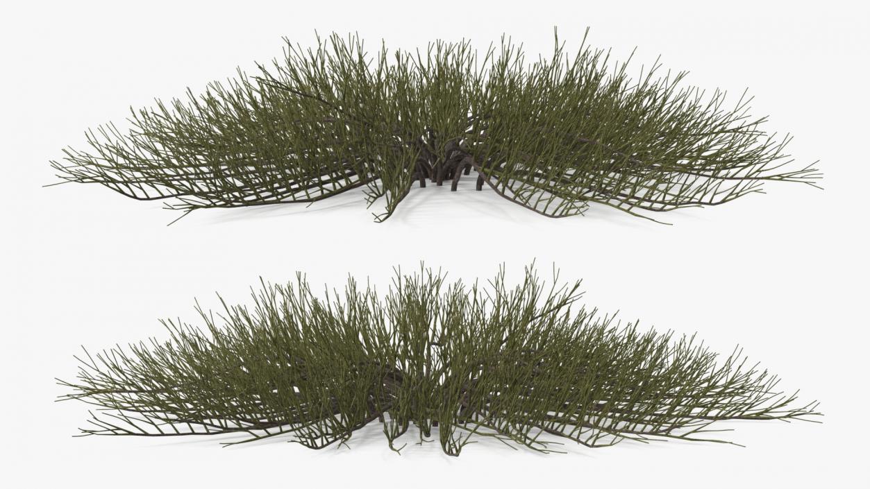 Horizontal Conifer Shrub(1) 3D